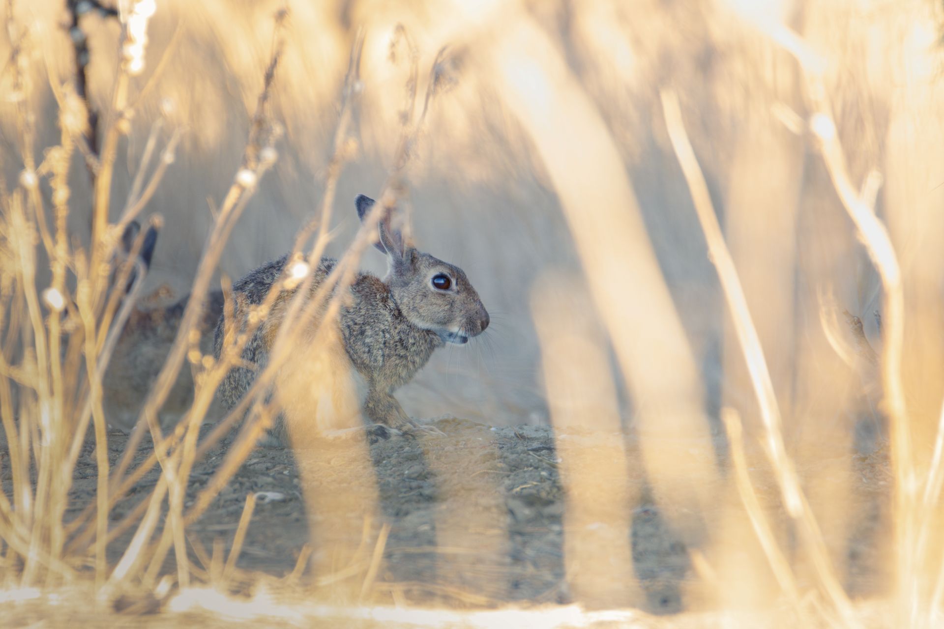 Kaninchen in der Camargue